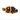 Captive Bred Gold Dot Maroon Clownfish