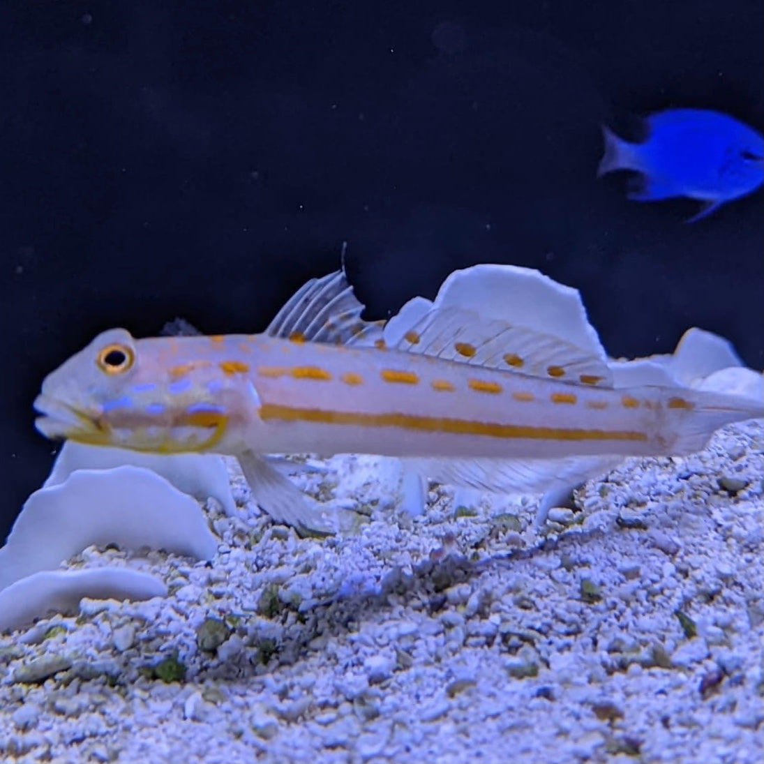 Diamond Sifter Goby – Barrier Reef Aquariums