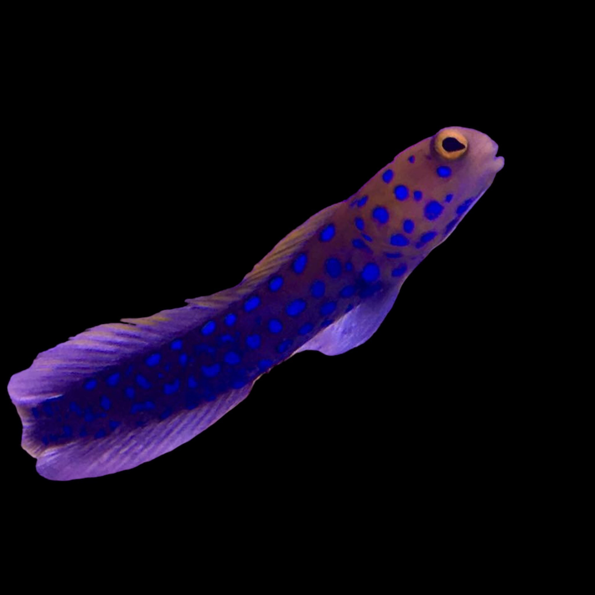 Sw Fish Blue Spot Jawfish – Barrier Reef Aquariums