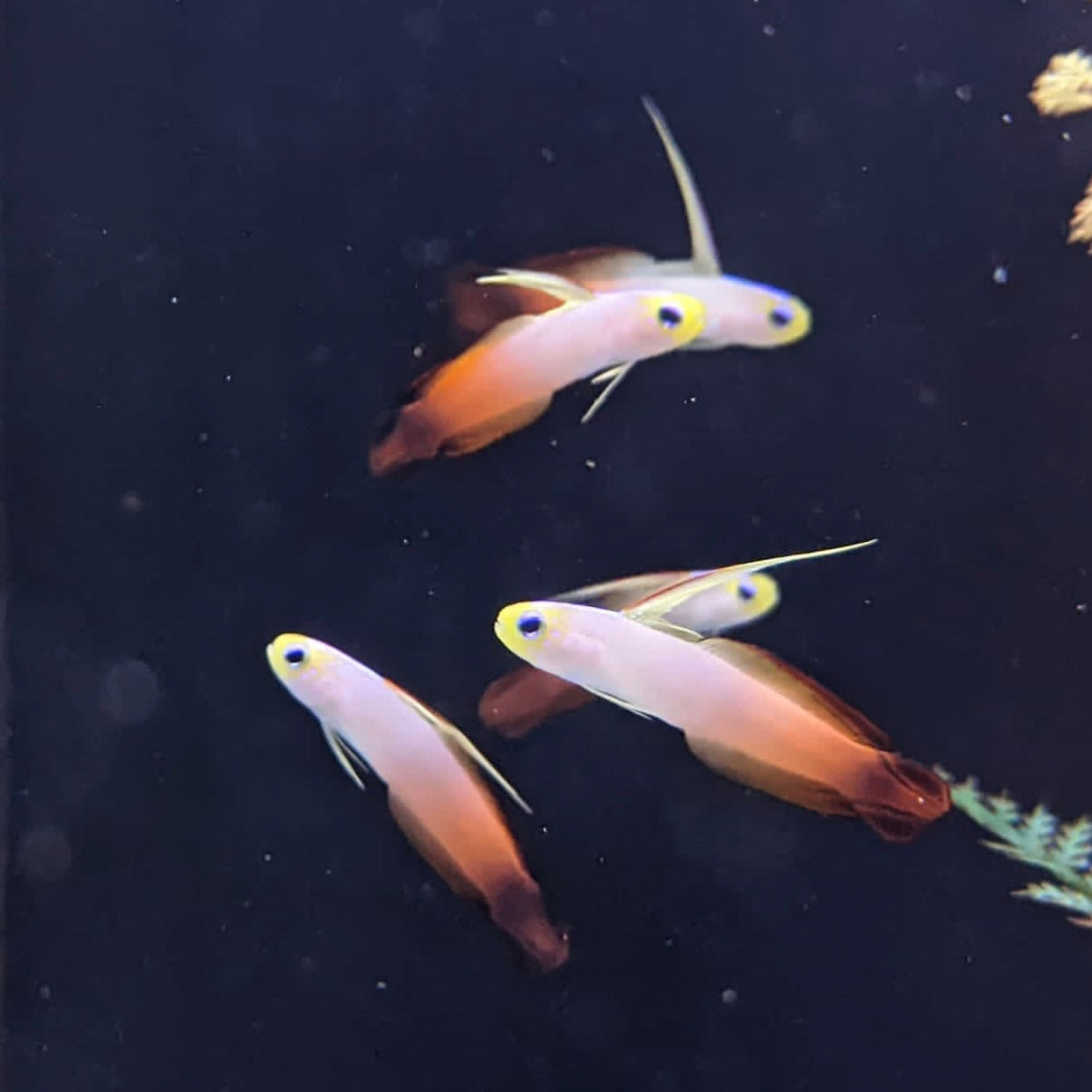 Red Firefish – Barrier Reef Aquariums