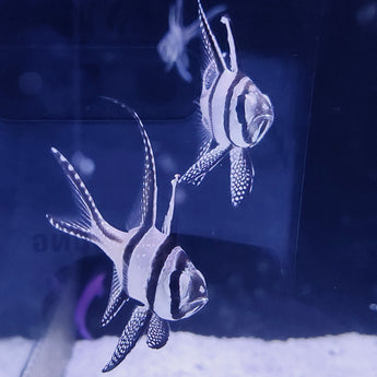 Cardinalfish – Barrier Reef Aquariums