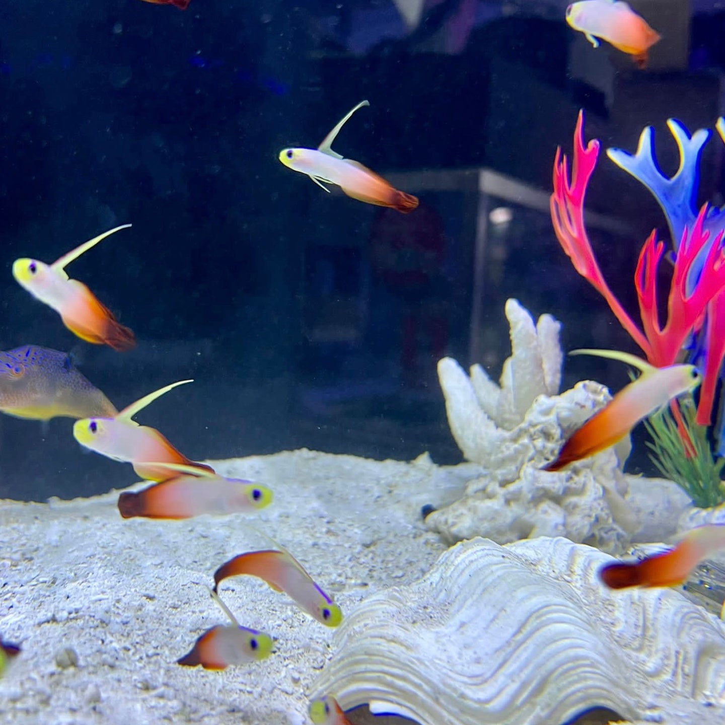 Red Firefish – Barrier Reef Aquariums