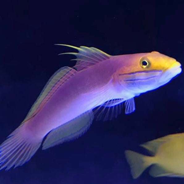 Gobies – Barrier Reef Aquariums