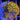 Fruit Loops Zoanthid