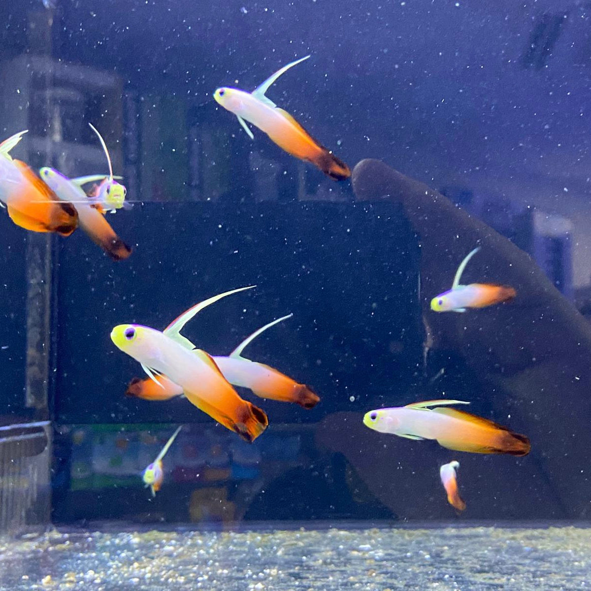 Red Filefish Red Firefish – Barrier Reef Aquariums