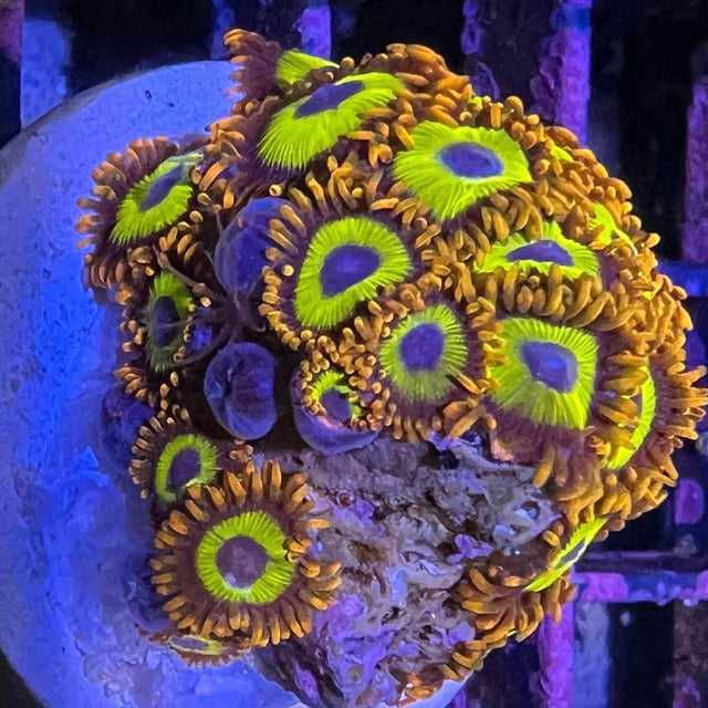 Fruit Loops Zoanthid - Value Size – Barrier Reef Aquariums