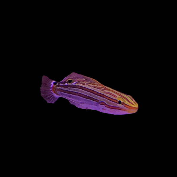 Gobies – Barrier Reef Aquariums