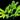 ORA Neon Green Anacropora