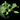 ORA Smooth Green Acropora