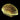 ORA MIMF Yellow Scroll Turbinaria