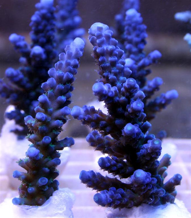 California Tort – Barrier Reef Aquariums