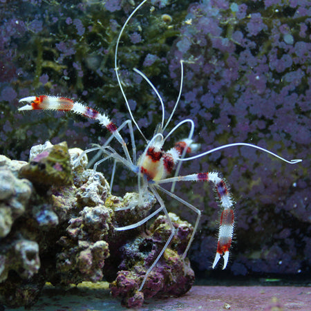 Photo inspiration: Marine Shrimp Photo Inspiration