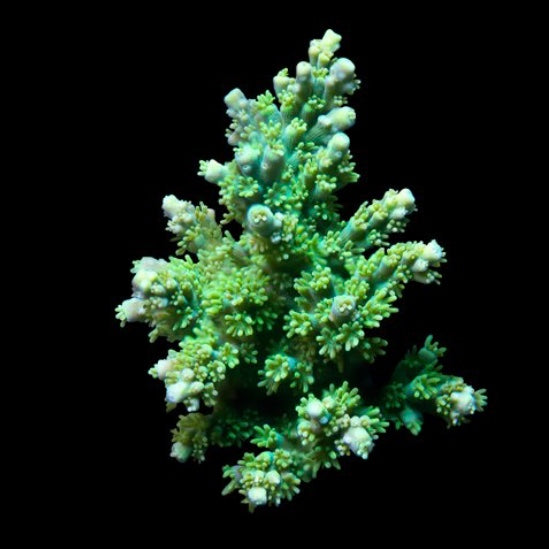 Acro Fish ORA MIMF Green Fuzzy Acro – Barrier Reef Aquariums
