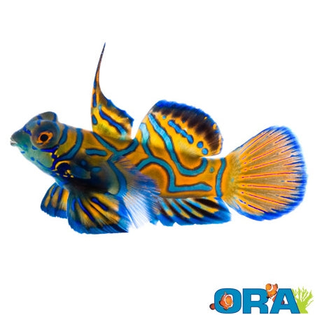 Blue Roo Mandarin Captive Bred Blue Mandarin (1/2” - 3/4”) – Barrier Reef Aquariums