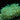 Green Bubble Tip Anemone (3"-6")