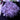Single Stalk Pulsing Xenia