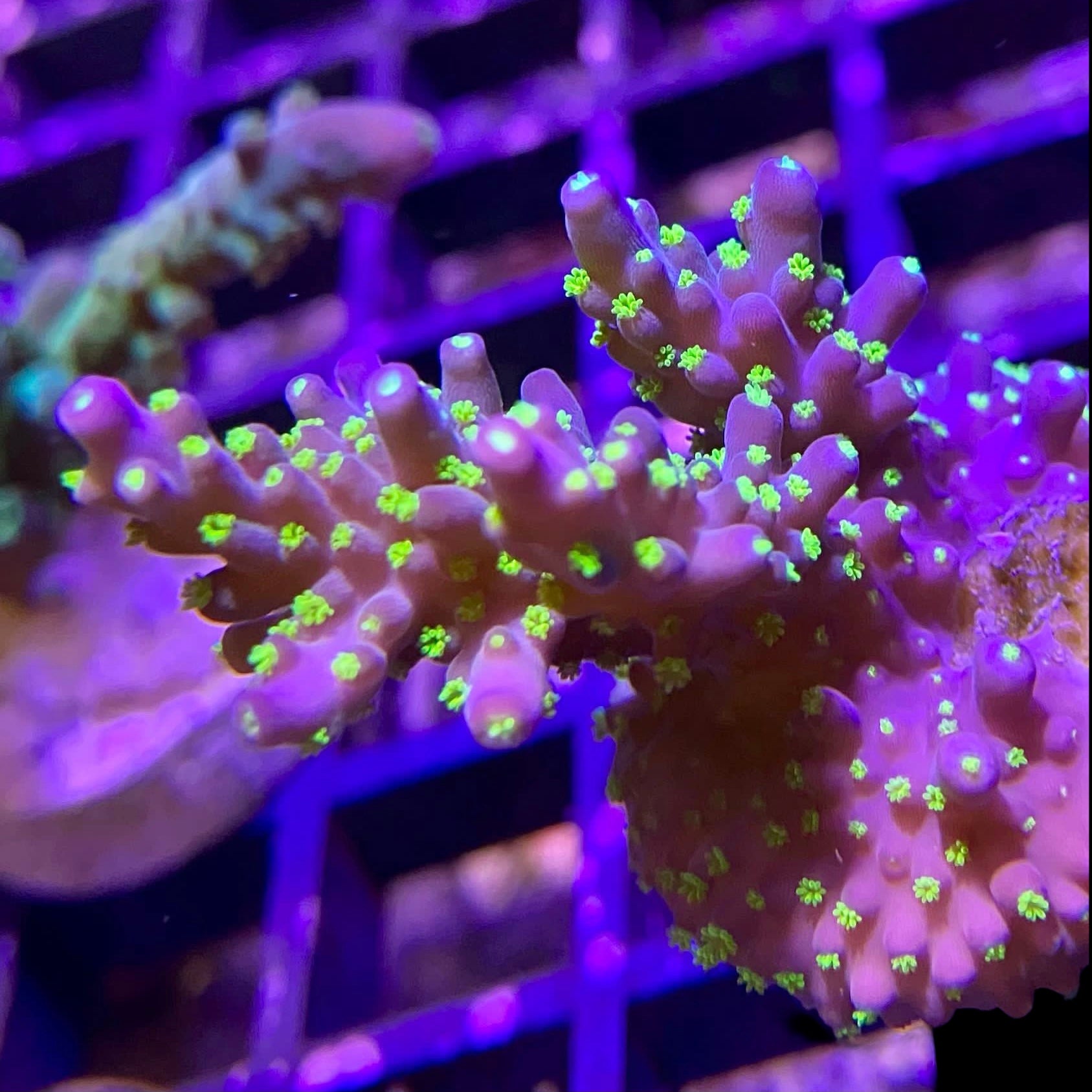 Acro Fish Bonsai Acro – Barrier Reef Aquariums