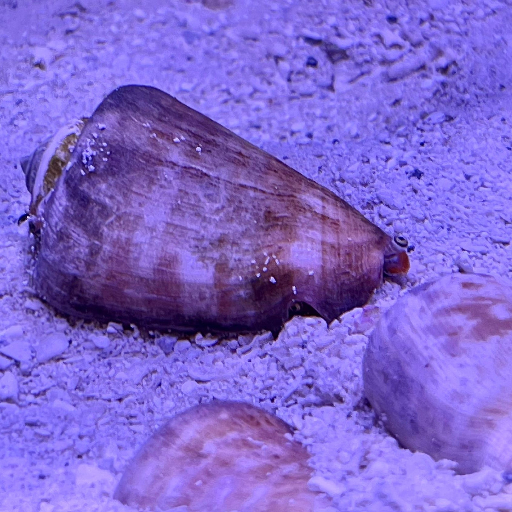 Fight Conch Fighting Conch Snail