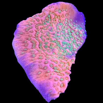 BRA Peach Pucker Montipora