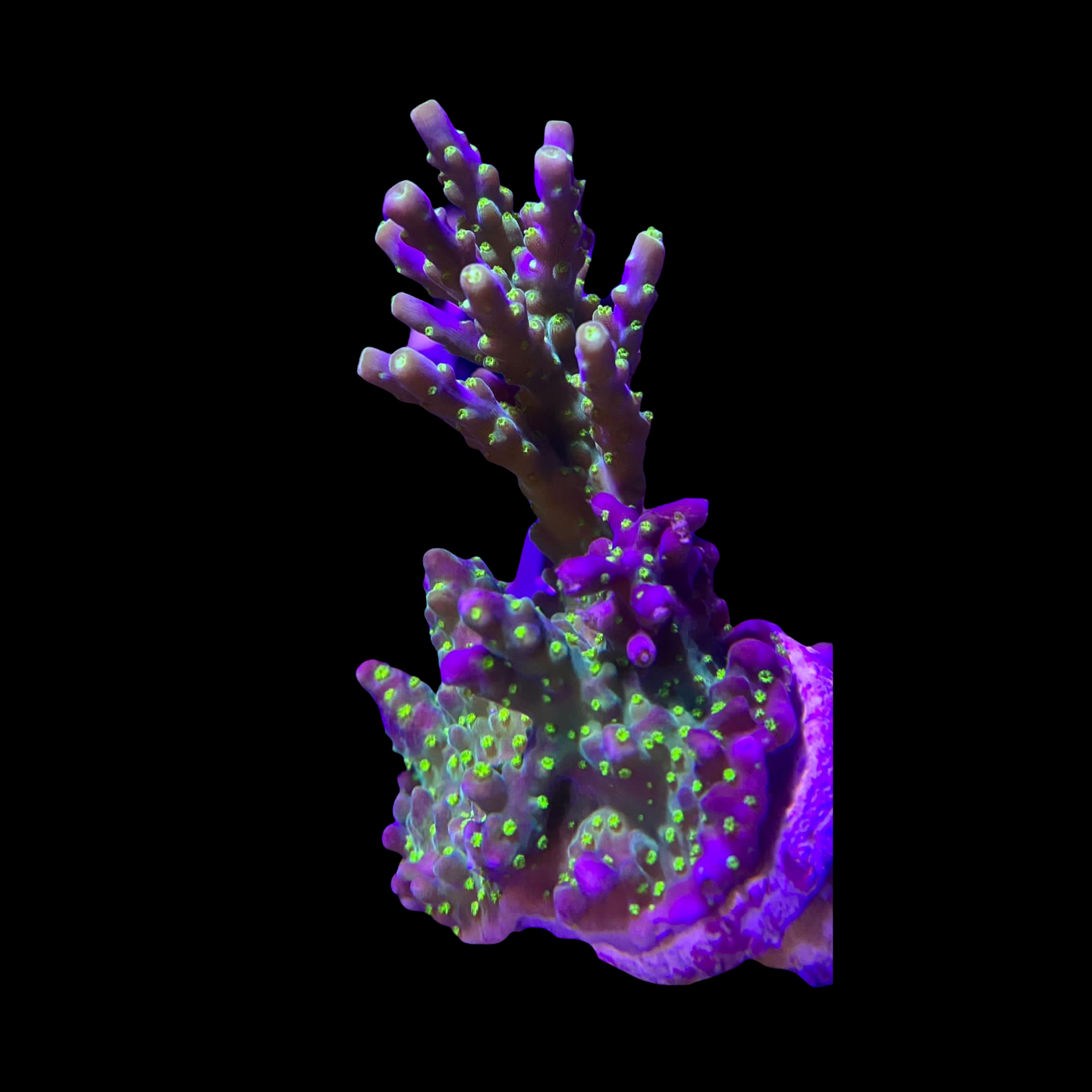 Acro Fish Bonsai Acro – Barrier Reef Aquariums