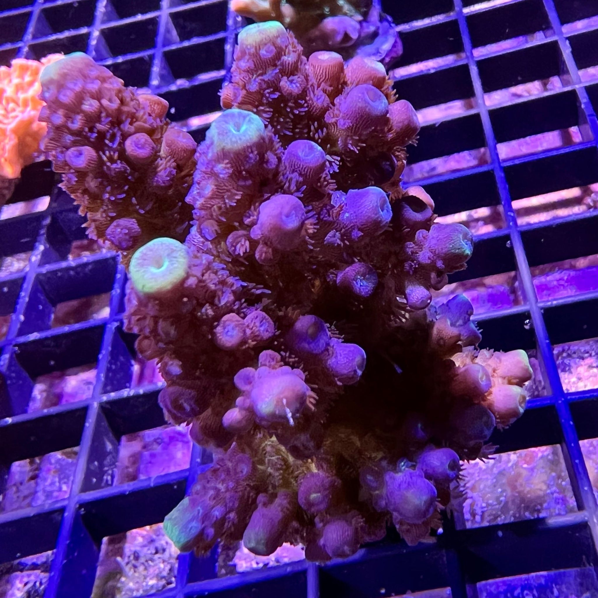 ORA Juicy Grape Acropora – Barrier Reef Aquariums