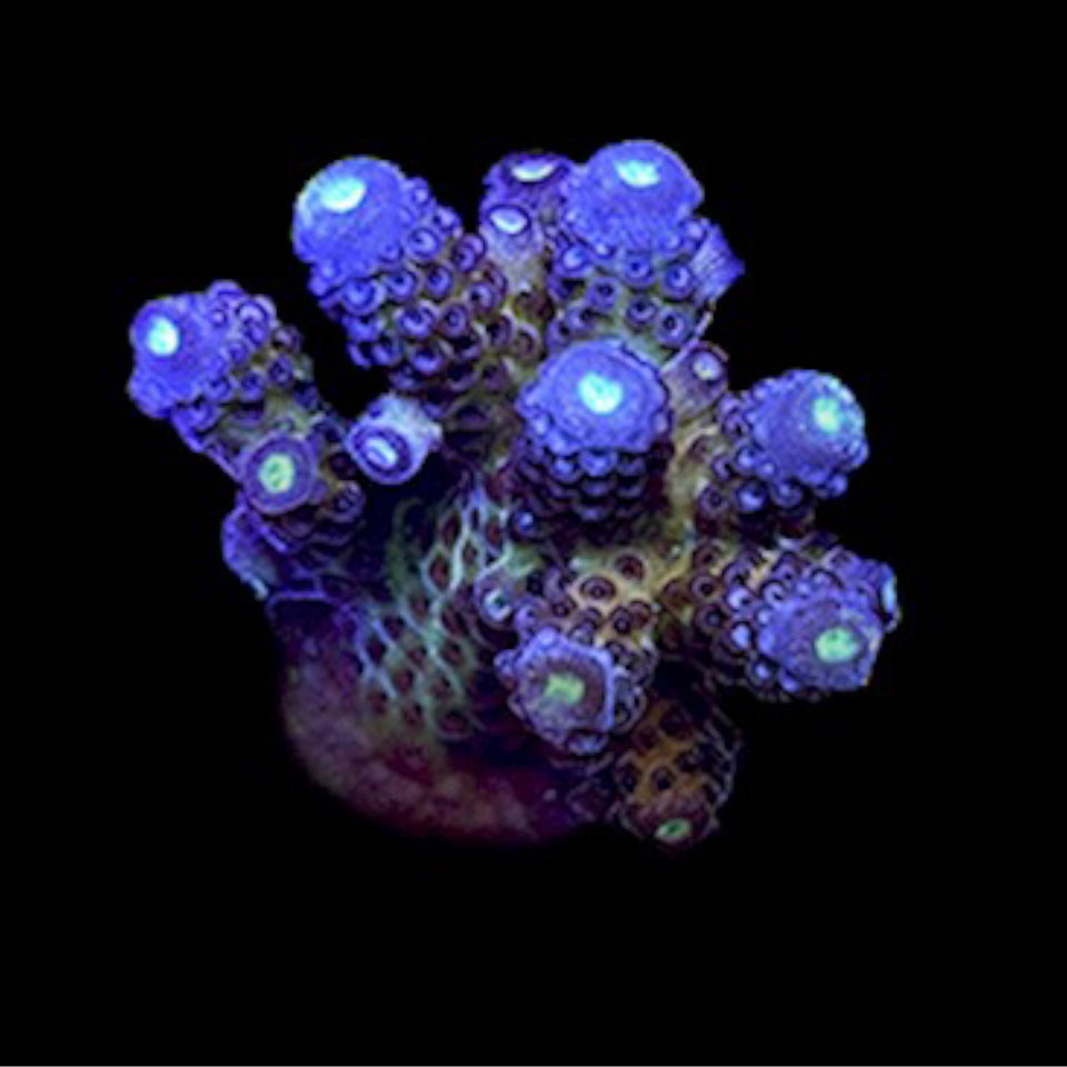 ORA Juicy Grape Acropora – Barrier Reef Aquariums