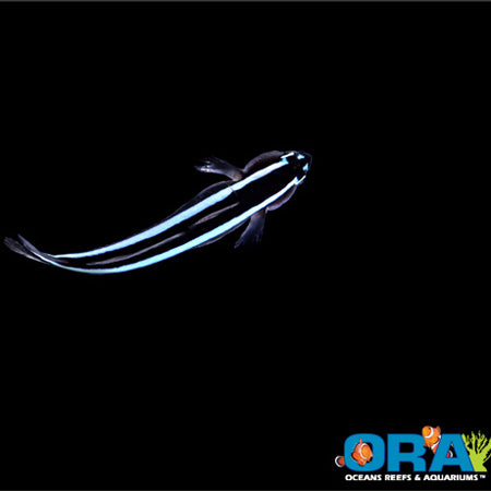 Captive Bred Fish – Barrier Reef Aquariums