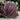 Purple Condylactus Anemone (3"-6")