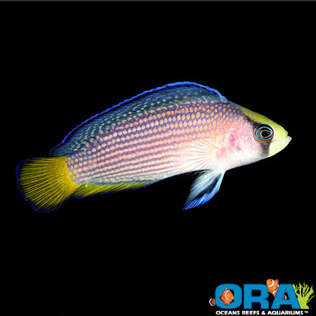 Captive Bred Fish – Page – Barrier Reef Aquariums