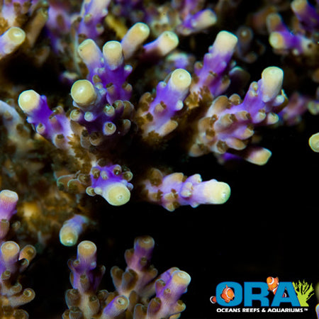 ORA Tricolor Valida – Barrier Reef Aquariums